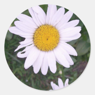 Daisies Classic Round Sticker