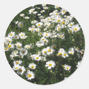 Daisies Classic Round Sticker