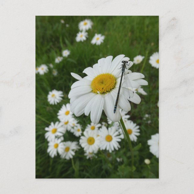 Daisies Close up & Damselfly DIY Postcard (Front)