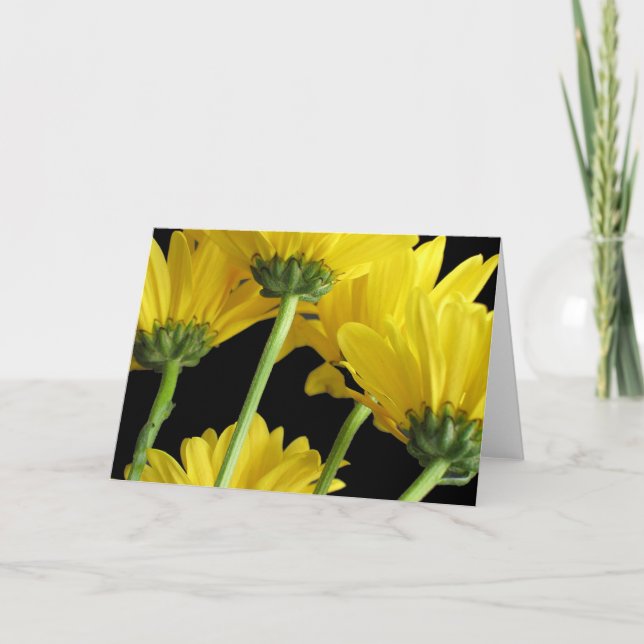 Daisies Closeup Card (Front)