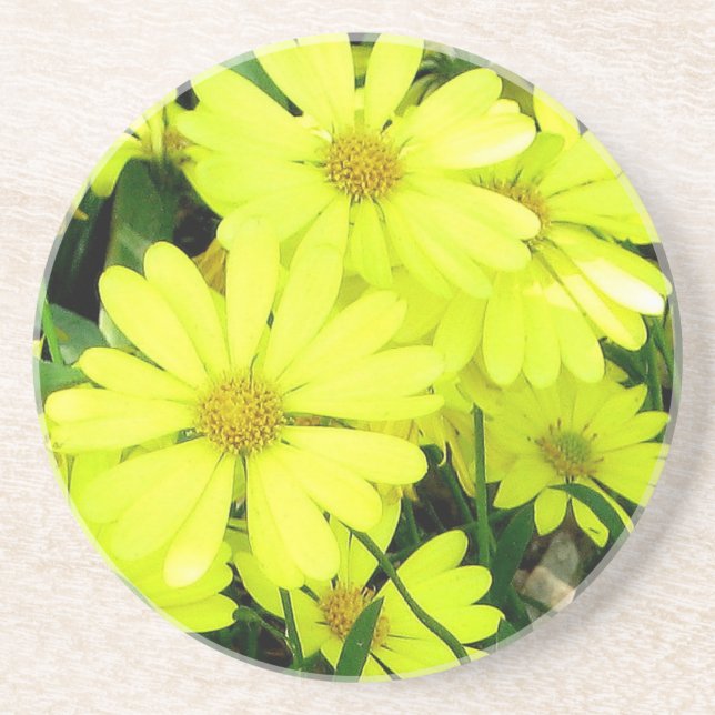 Daisies Coaster (Front)