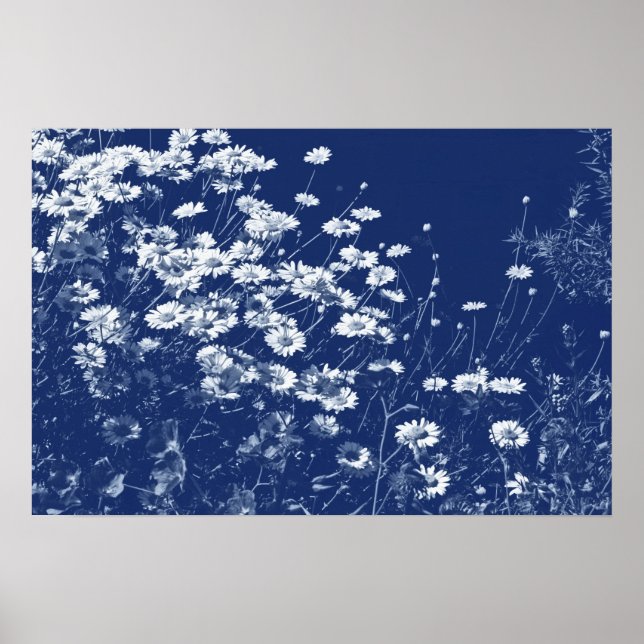 Daisies - Cyanotype Effect Poster (Front)