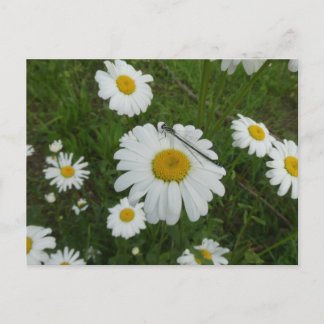 Daisies & Damselfly DIY Postcard
