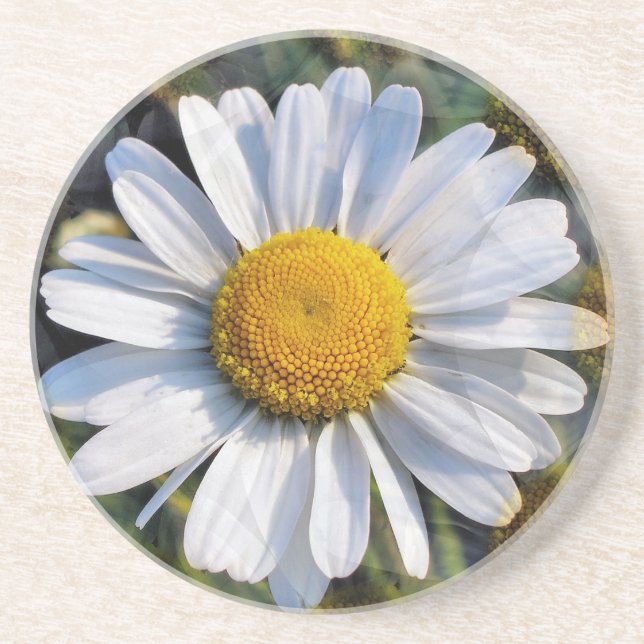 DAISIES DRINK COASTER (Front)