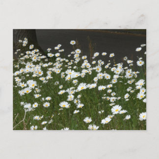 Daisies Field DIY Postcard