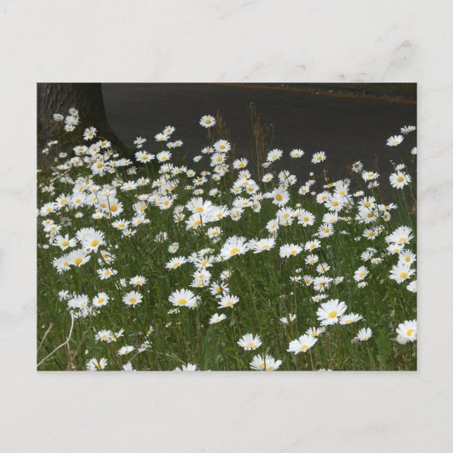 Daisies Field DIY Postcard (Front)