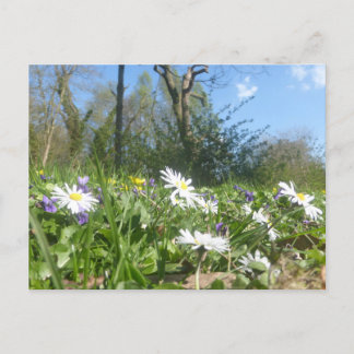 Daisies Field with Blue Sky DIY Postcard