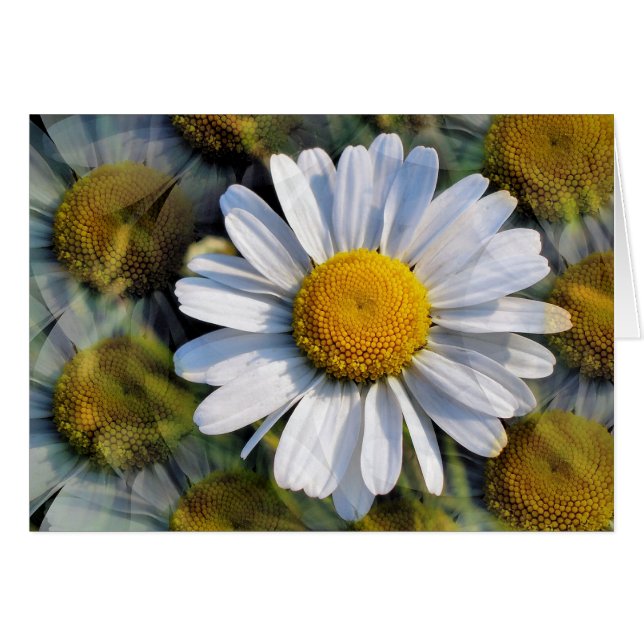 DAISIES Greetings Card (Front Horizontal)