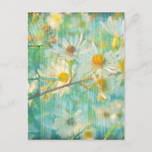 Daisies Grunge Postcard