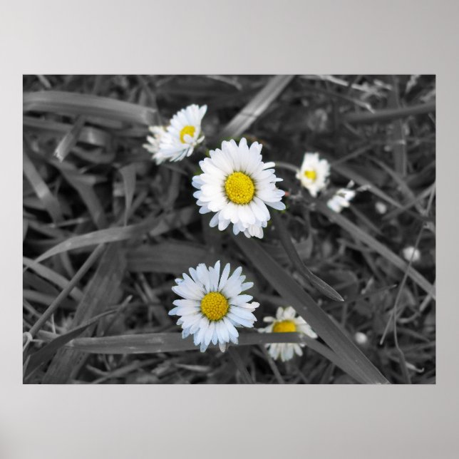 Daisies in Black White and Yellow Print (Front)