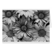Daisies in Macro Cards (Front Horizontal)