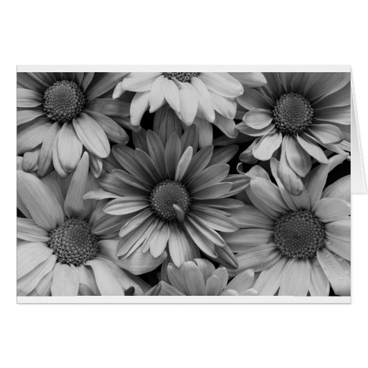 Daisies in Macro Cards (Front Horizontal)