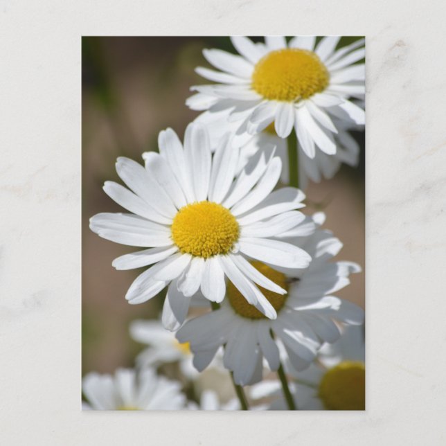 Daisies in Spring Postcard (Front)