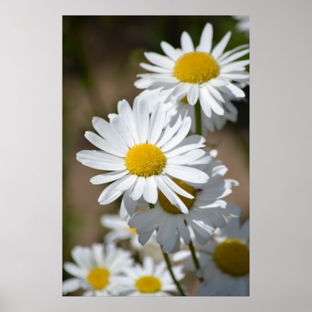 Daisies in Spring Poster (Front)