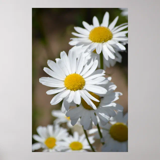 Daisies in Spring Poster | Zazzle