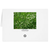 Daisies in the Grass (Back Horizontal)