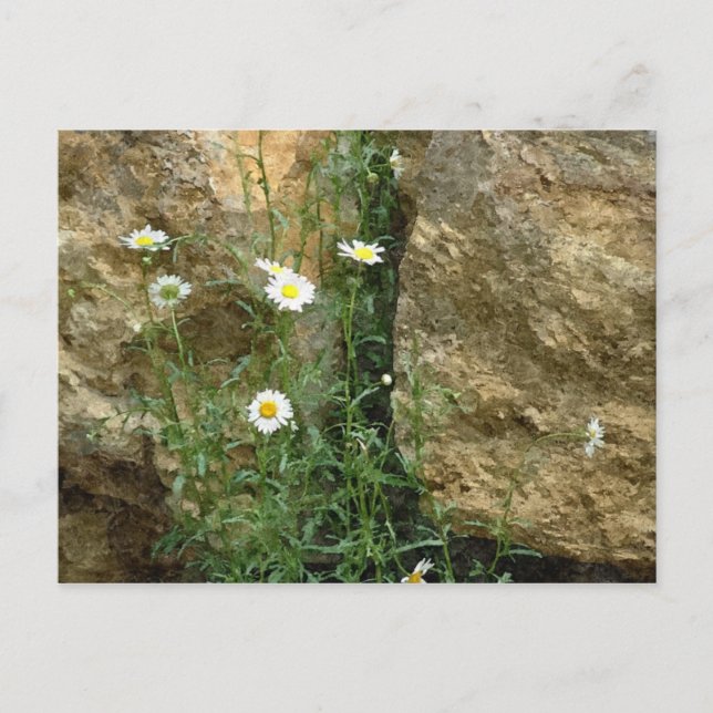 Daisies in the Stones Postcard (Front)