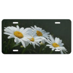 Daisies License Plate at Zazzle