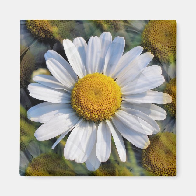 DAISIES MAGNET (Front)