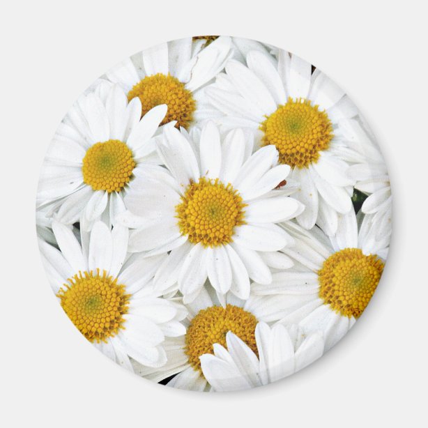 Daisy Zazzle