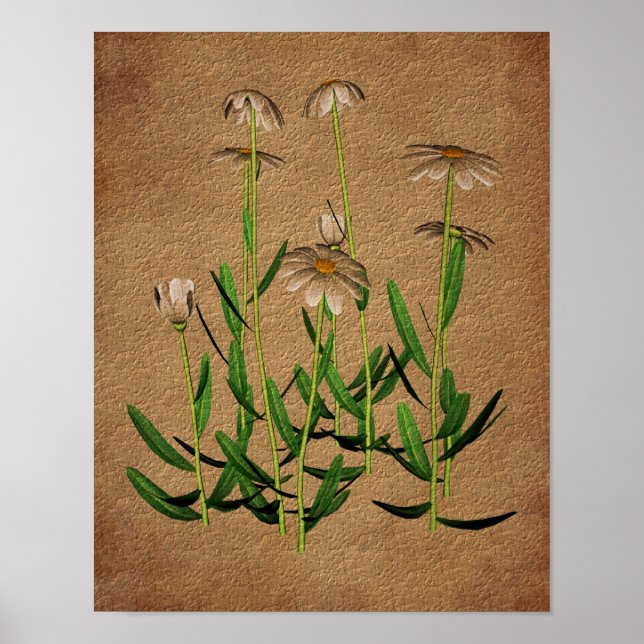 Daisies On Aged Paper Floral Art  Poster (Front)