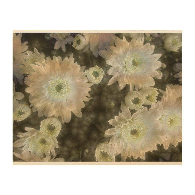 Daisies On The Softer Side Wood Wall Art (Front)