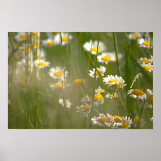 Daisies Photo Poster