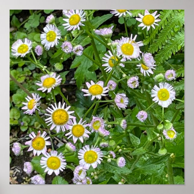 Daisies Photo Poster (Front)