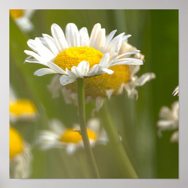 Daisies Photo Poster (Front)