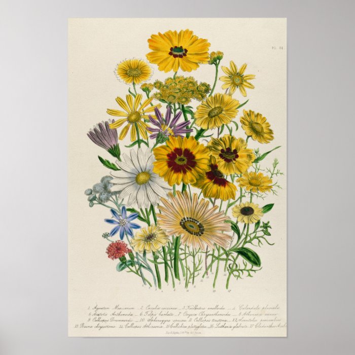 Daisies, plate 31 'The Ladies' Poster