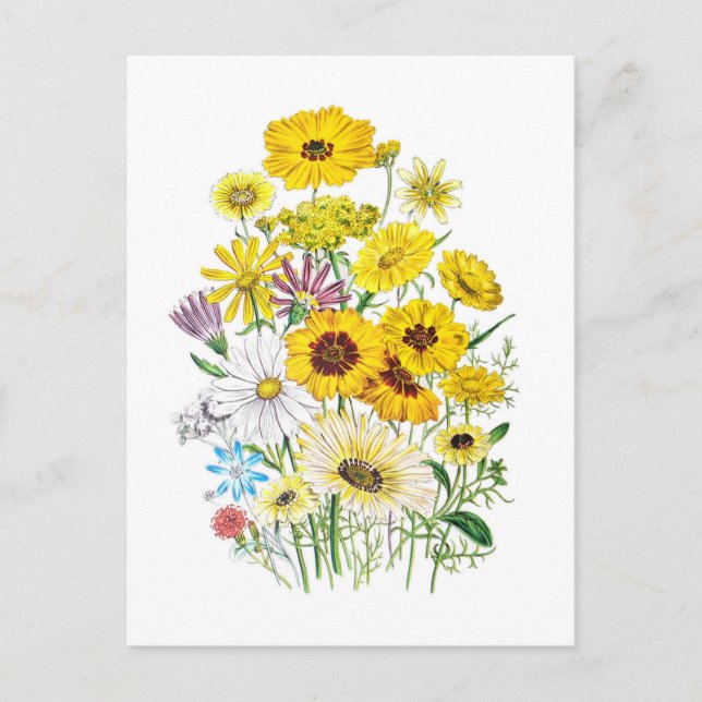 Daisies Postcard (Front)