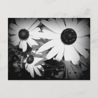 Daisies Postcard