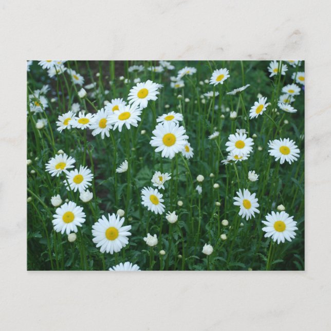Daisies Postcard (Front)