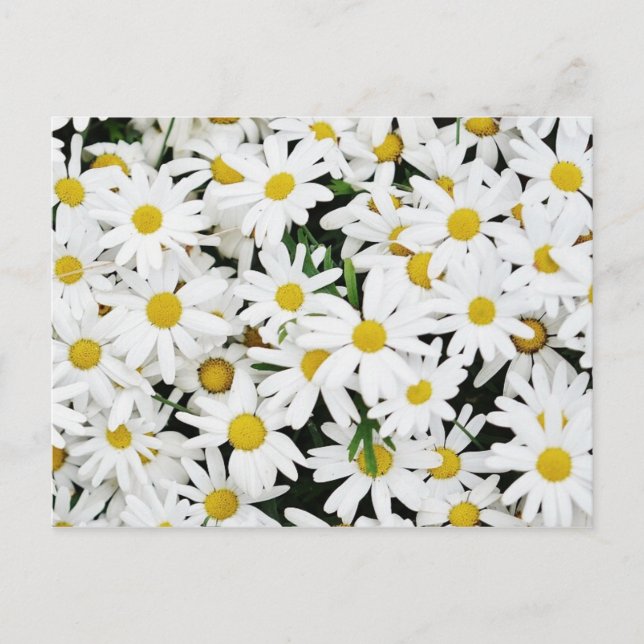 Daisies Postcard (Front)