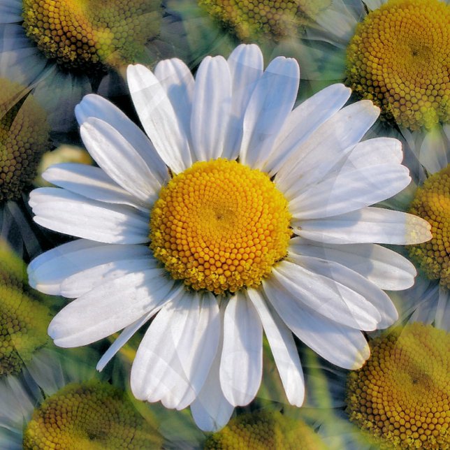 DAISIES POSTCARD (A photographic design of multiple images of a little wild daisy. )