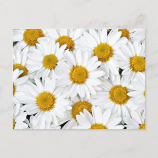 Daisies Postcard
