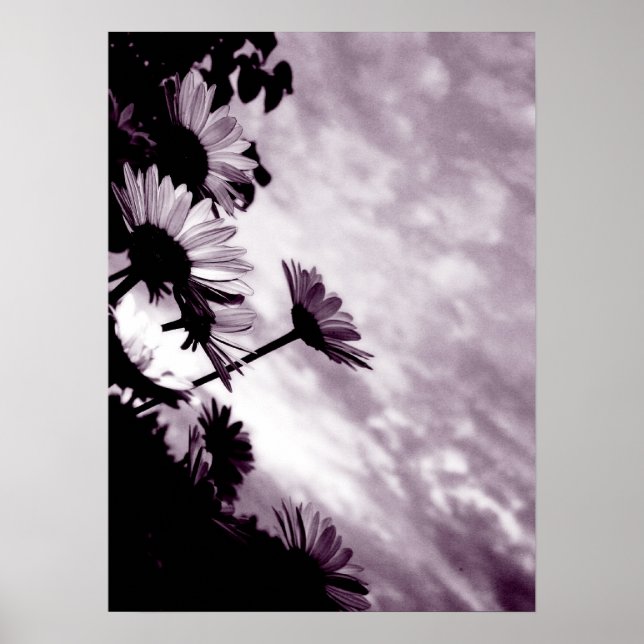 Daisies Poster (Front)