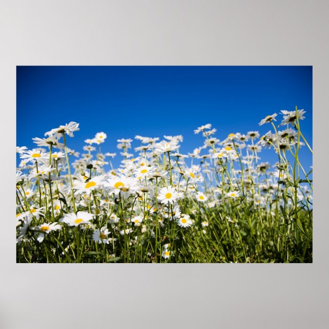 Daisies poster/canvas print (Front)