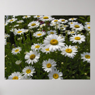 Daisies Print
