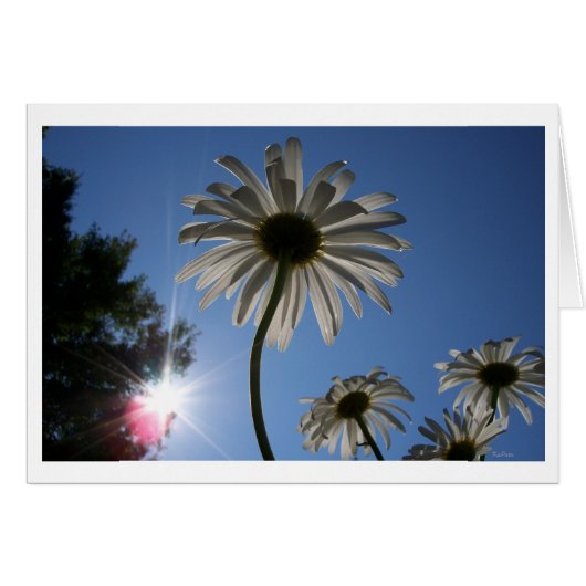 Daisies reaching for the Sky Cards (Front Horizontal)