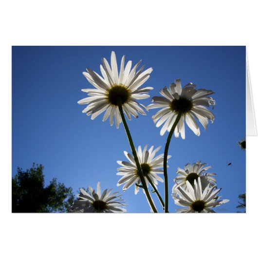 Daisies Rising Cards (Front Horizontal)