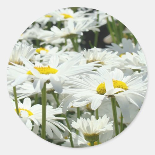 Daisies Stickers custom White Daisy Flowers unique