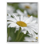 Daisies Temporary Tattoos