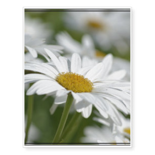 Daisies Temporary Tattoos