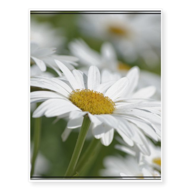 Daisies Temporary Tattoos (Front)