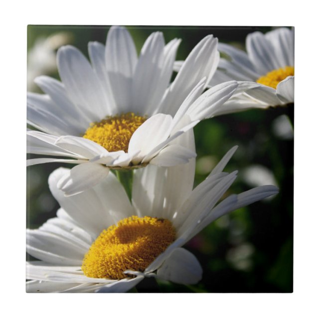 Daisies: Three White Daisies Tile (Front)