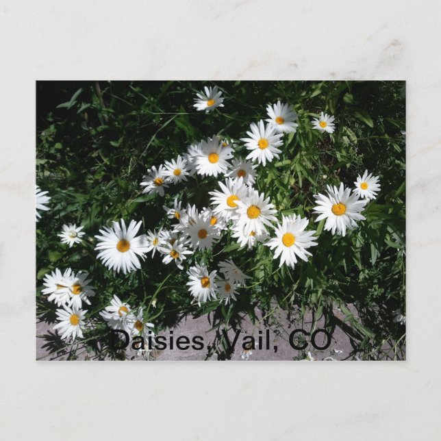 Daisies, Vail CO 1 Postcard (Front)