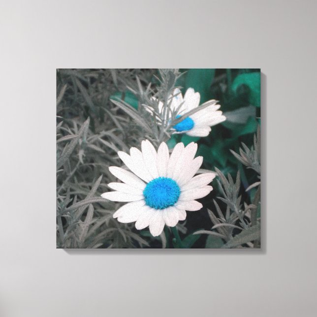 Daisies (w/Blue) Wrapped Canvas Print (Front)