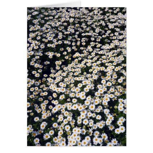 daisies white cards (Front)