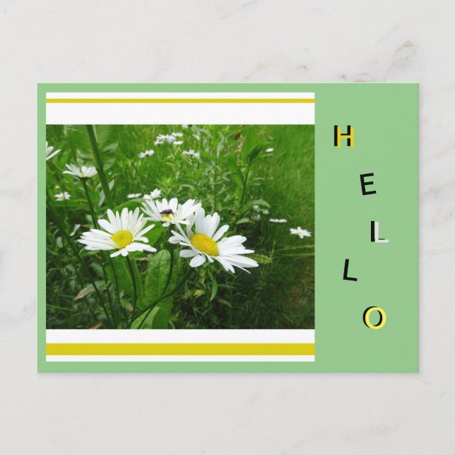 Daisies Wild Flowers Collage Cust. Hello Postcard (Front)